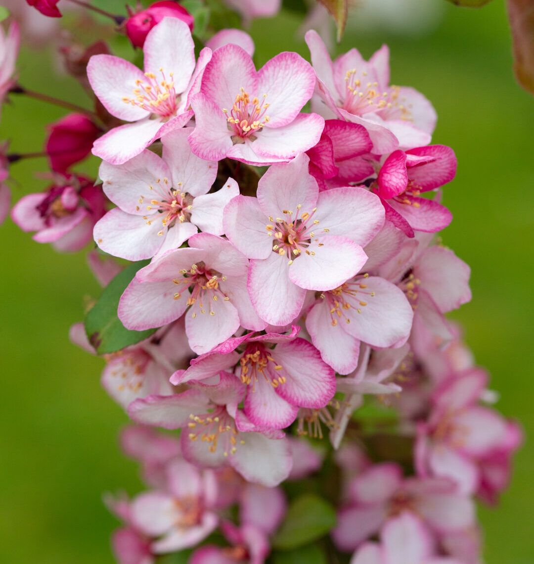 RHS Chelsea Flower Show Malus Trees