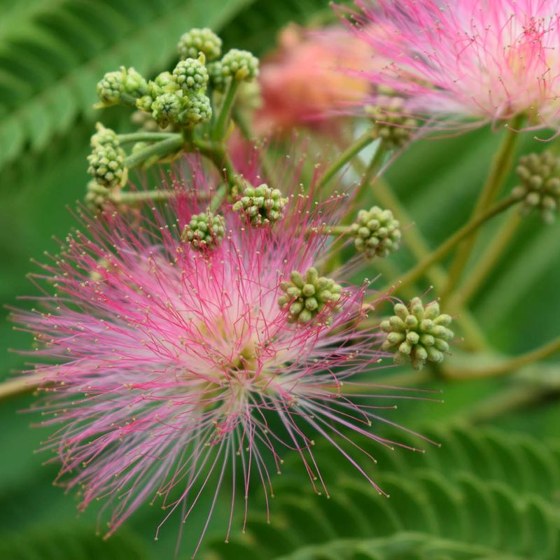 Albizia julibrissin 'Ombrella'®