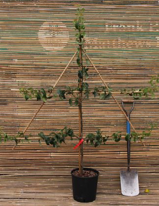 Frank P Matthews espalier tree