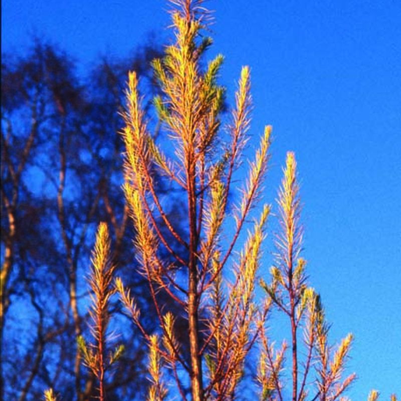 Larix kaempferi 'Jakobsens Pyramid'