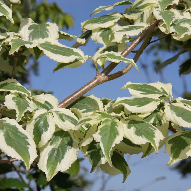 Cornus kousa 'Wolf Eyes'