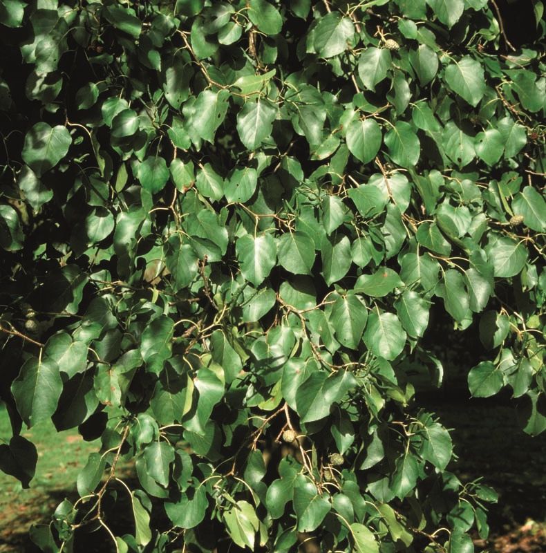 Alnus cordata