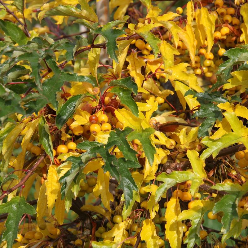 Malus transitoria 'Golden Raindrops'