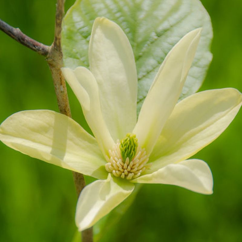 Magnolia 'Tranquility'