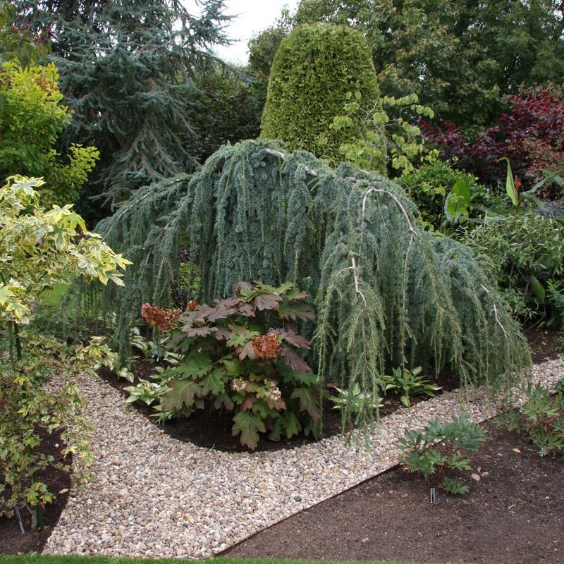 Cedrus atlantica 'Glauca Pendula'