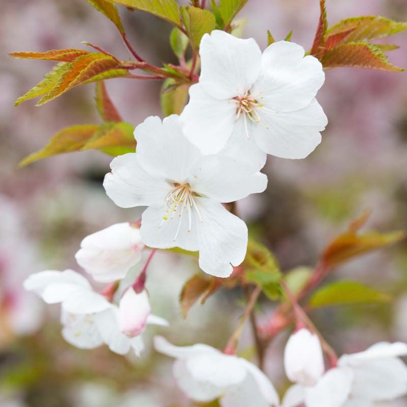 Prunus The Bride