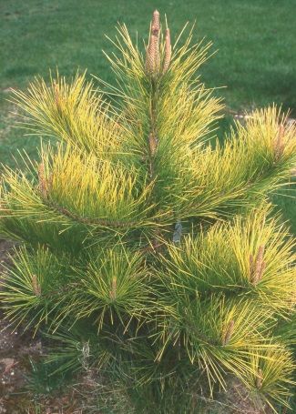 Pinus radiata 'Aurea' 1
