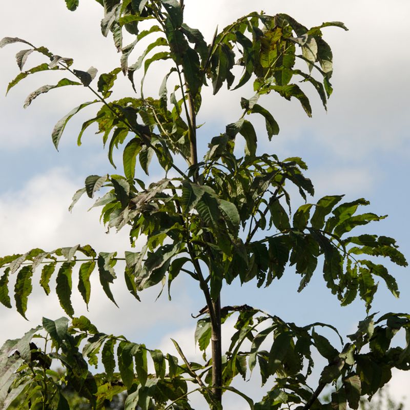 Pterocarya macroptrea var insignis