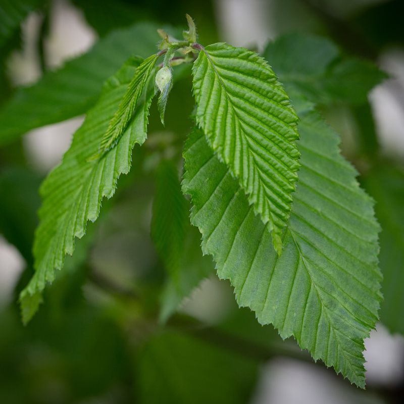 Carpinus betulus 'Frans Fontaine'