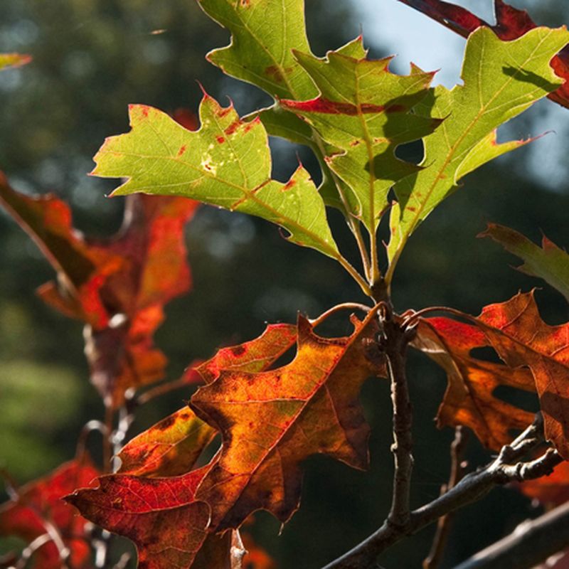 Quercus ellipsoidalis 'Hemelrijk'