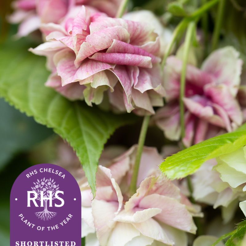 Prunus 'Sumaura-fugenzo' Japanese Lantern™'
