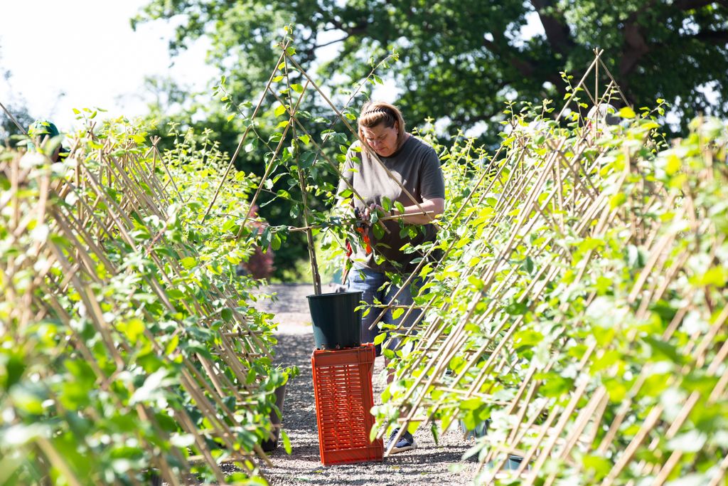 Summer Pruning Trained Trees