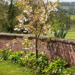 Underplanting