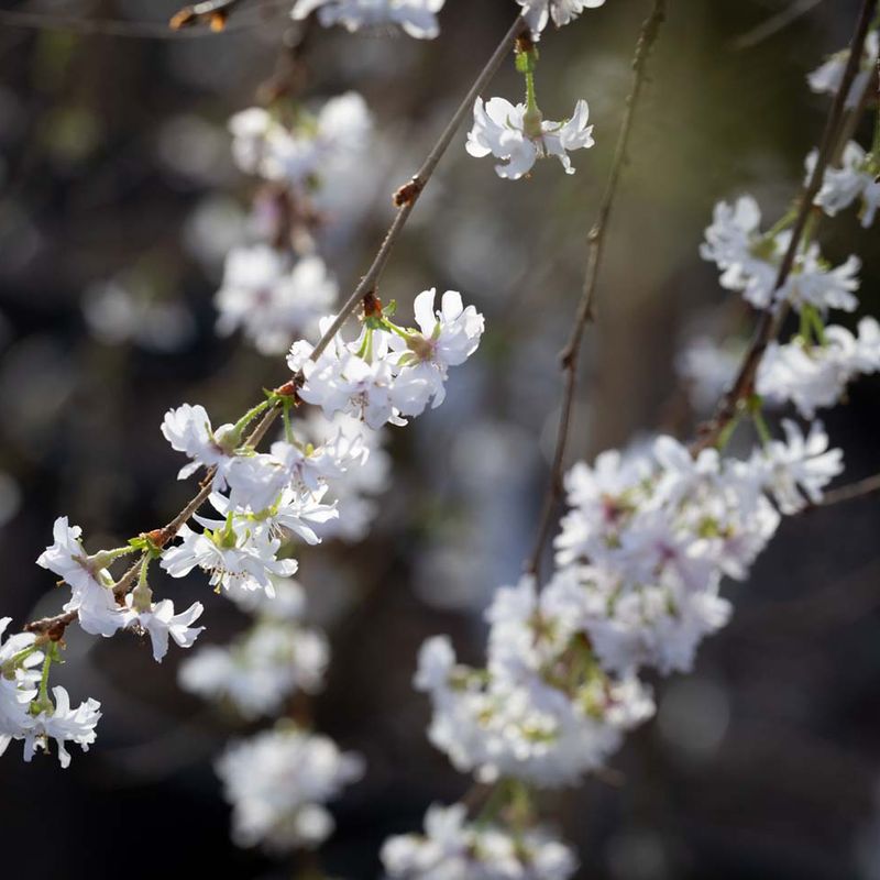 Prunus ‘Crystal Falls’®