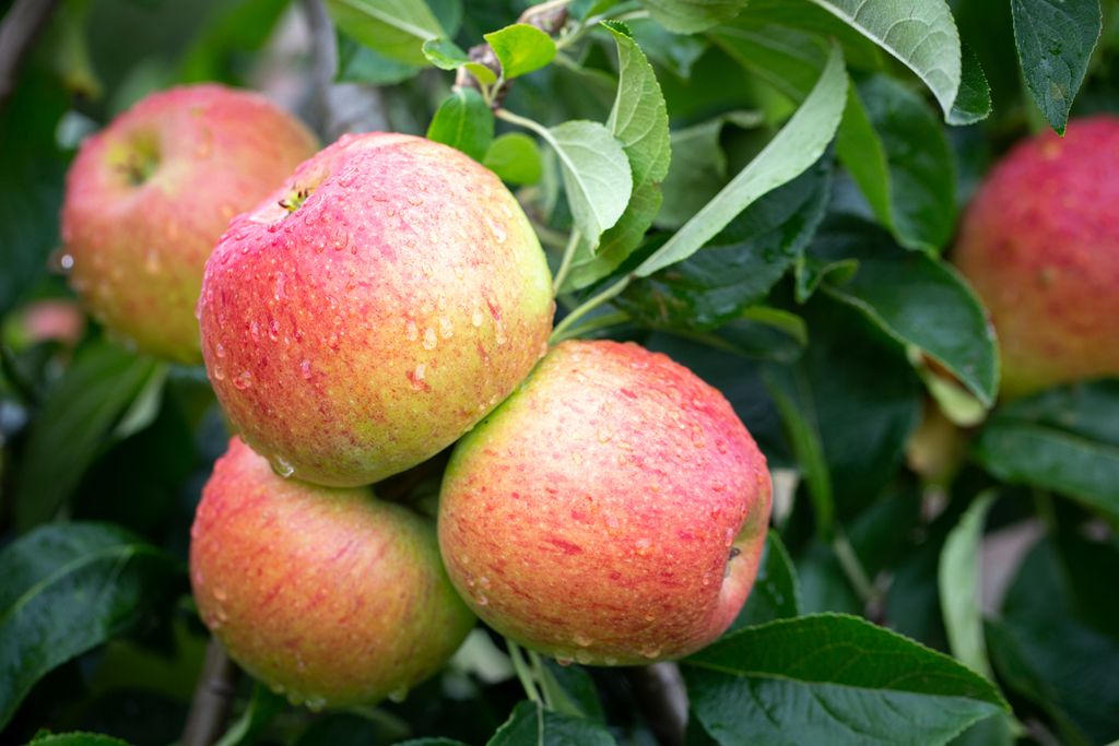 Apple Charles Ross