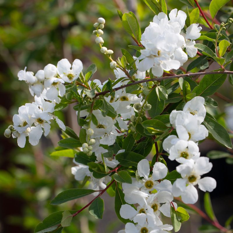 Exochorda x macrantha 'The Bride'