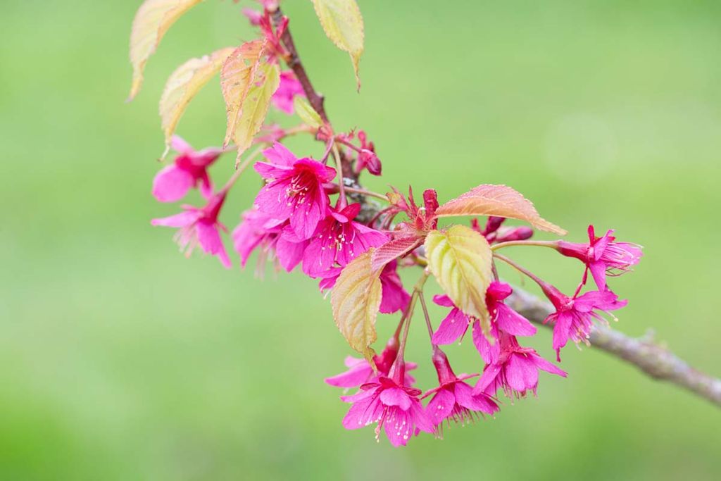Prunus Felix Jury