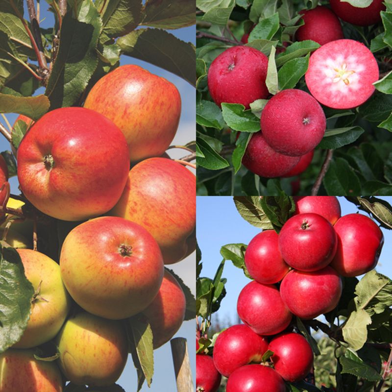 Red Devil, Rosette®, Christmas Pippin (Family)