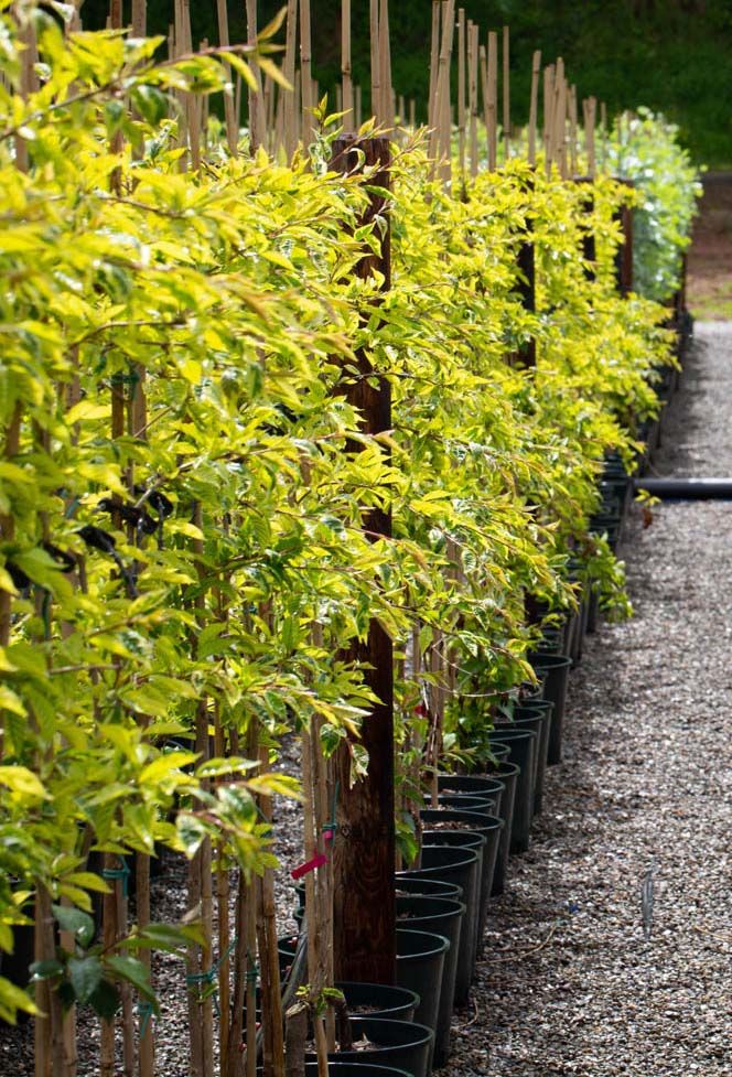 Container Grown Tree