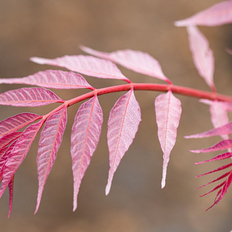 Toona sinensis 'Flamingo'