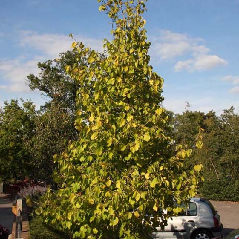 Corylus colurna