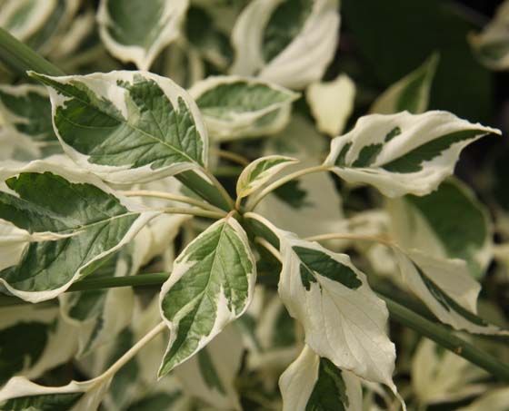 Cornus controversa 'Variegata'