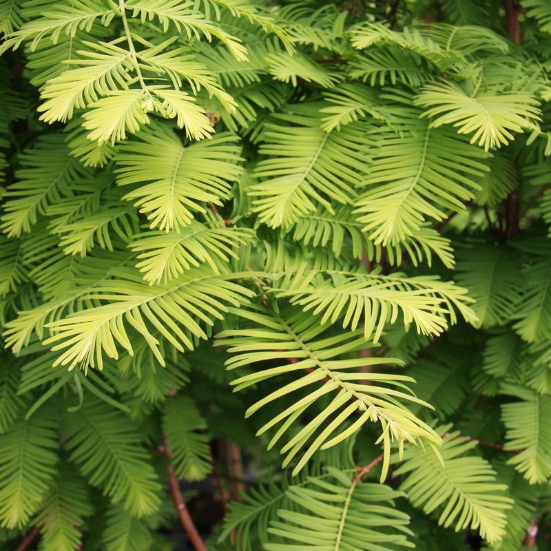 Metasequoia glyptostroboides 'Chubby'