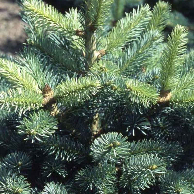 Abies lasiocarpa 'Compacta'