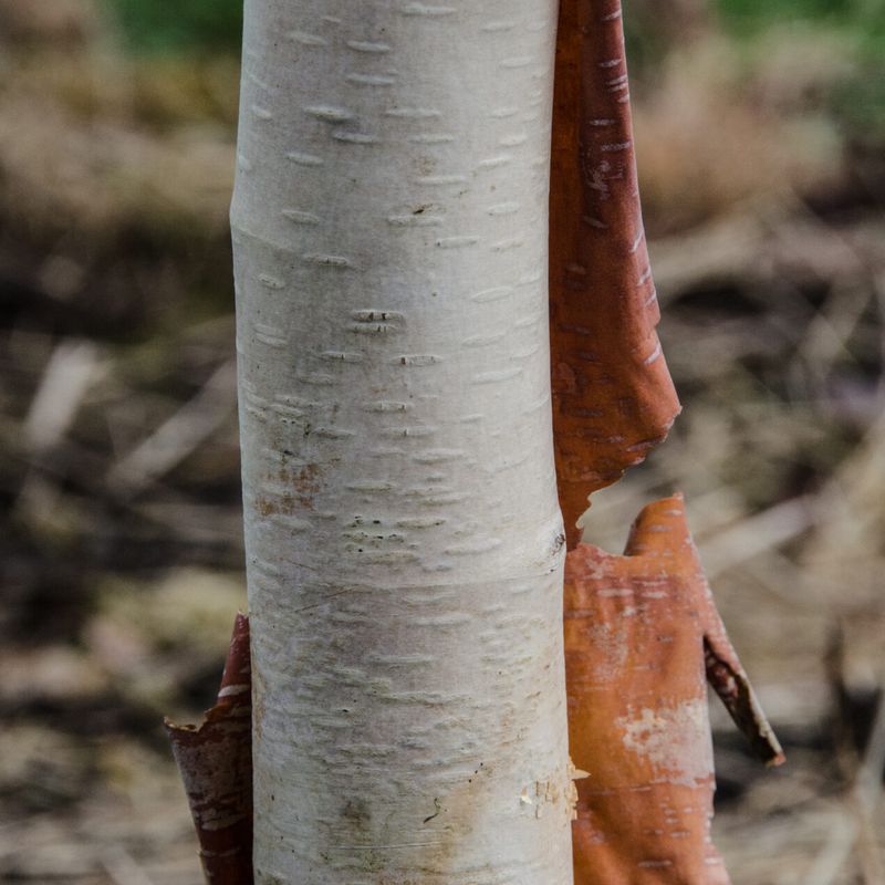 Betula utilis subsp. albosinensis 'Pink Champagne'