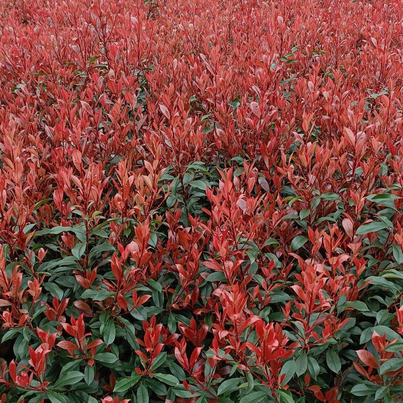 Photinia x fra 'Carré Rouge'