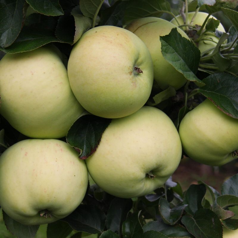 Heritage fruit trees