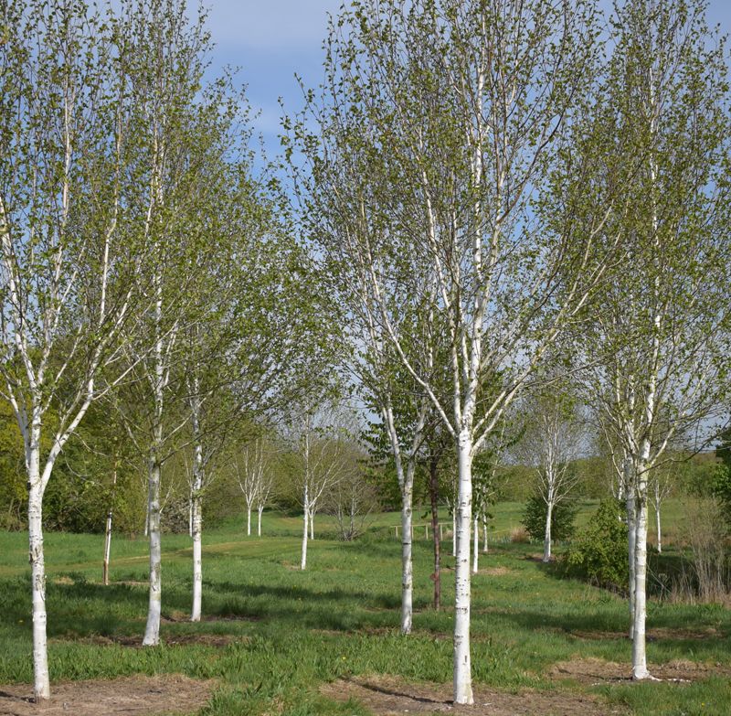 Trees for Different Locations 18