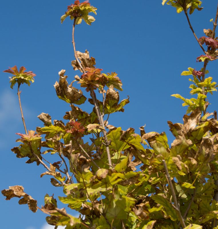 Acer campestre 'William Caldwell' 1
