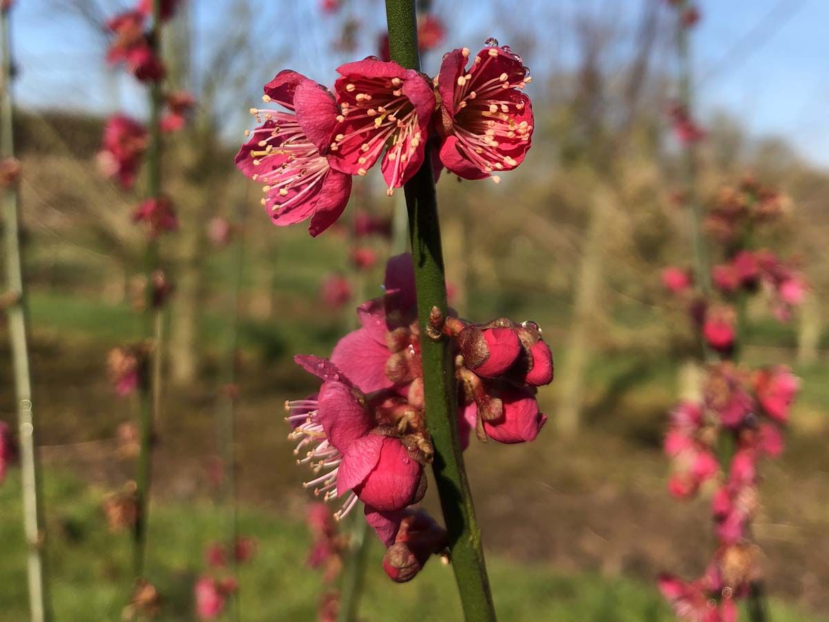 Prunus Mume