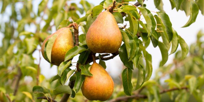 Fruit Trees for Sale