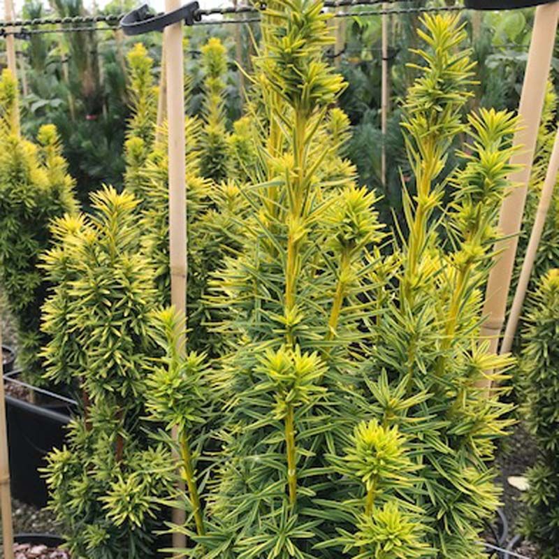 Taxus baccata 'David'