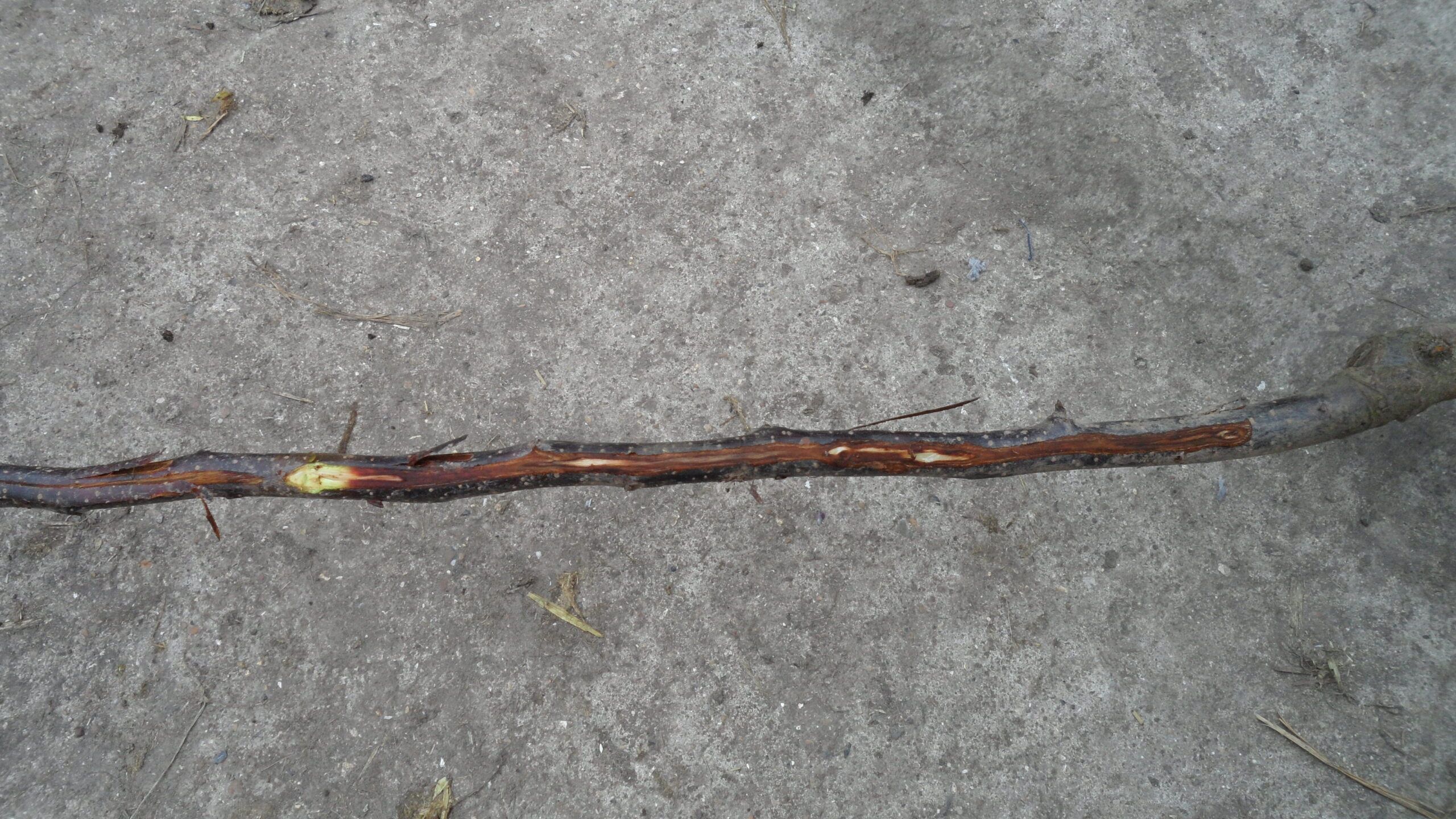 Phytophora, Fruit Disease and Pest
