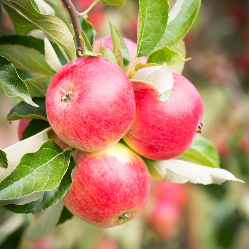 Worcester Pearmain