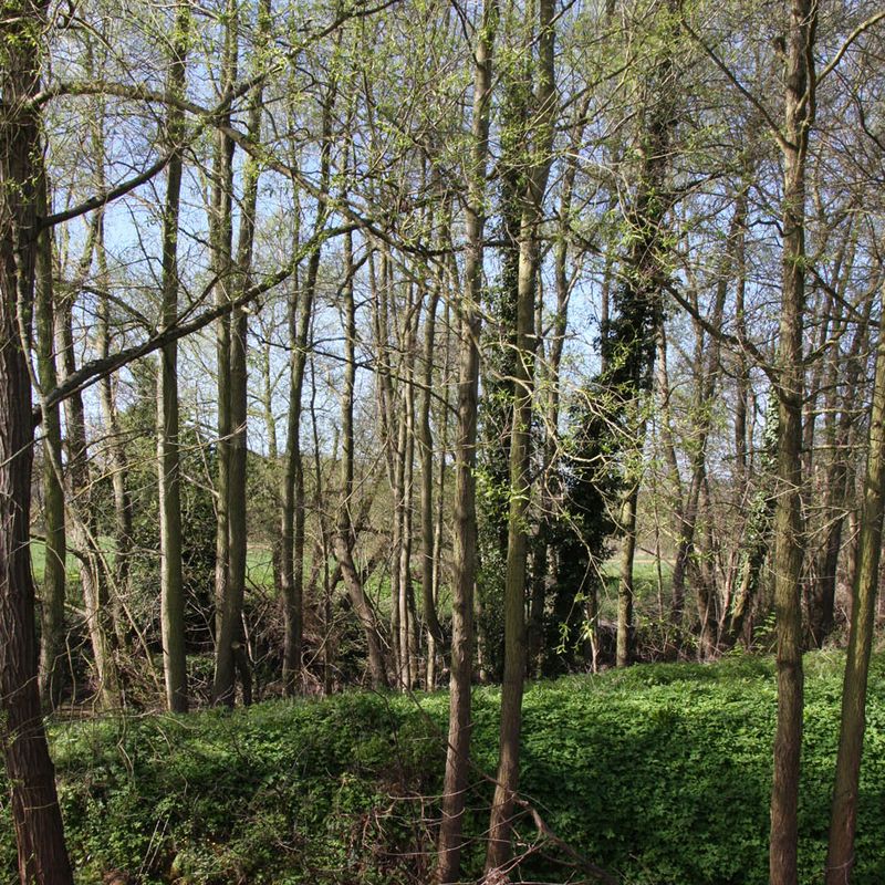 Alnus glutinosa