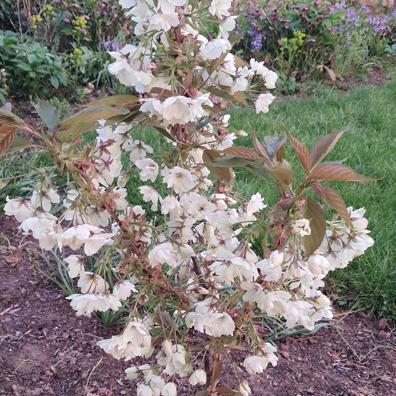 Prunus 'Asagi'