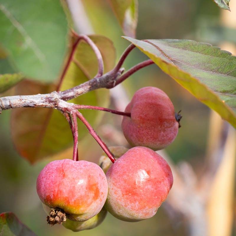 Malus 'Scarlet Brandywine'®