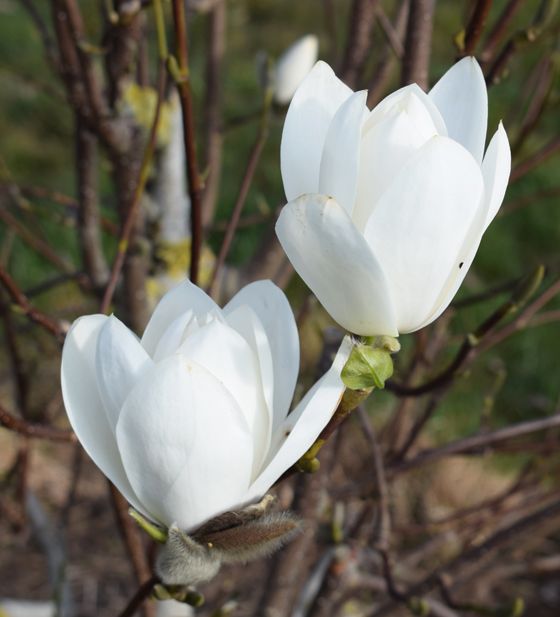 Magnolia 'Joli Pompom'