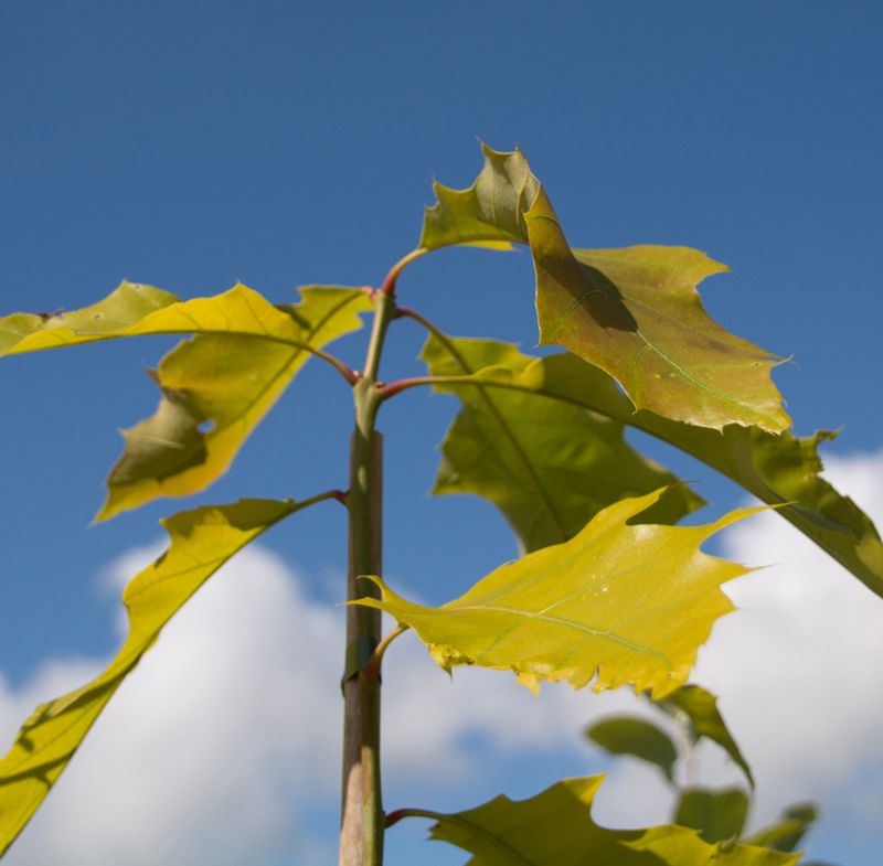 Quercus rubra 'Sunshine'