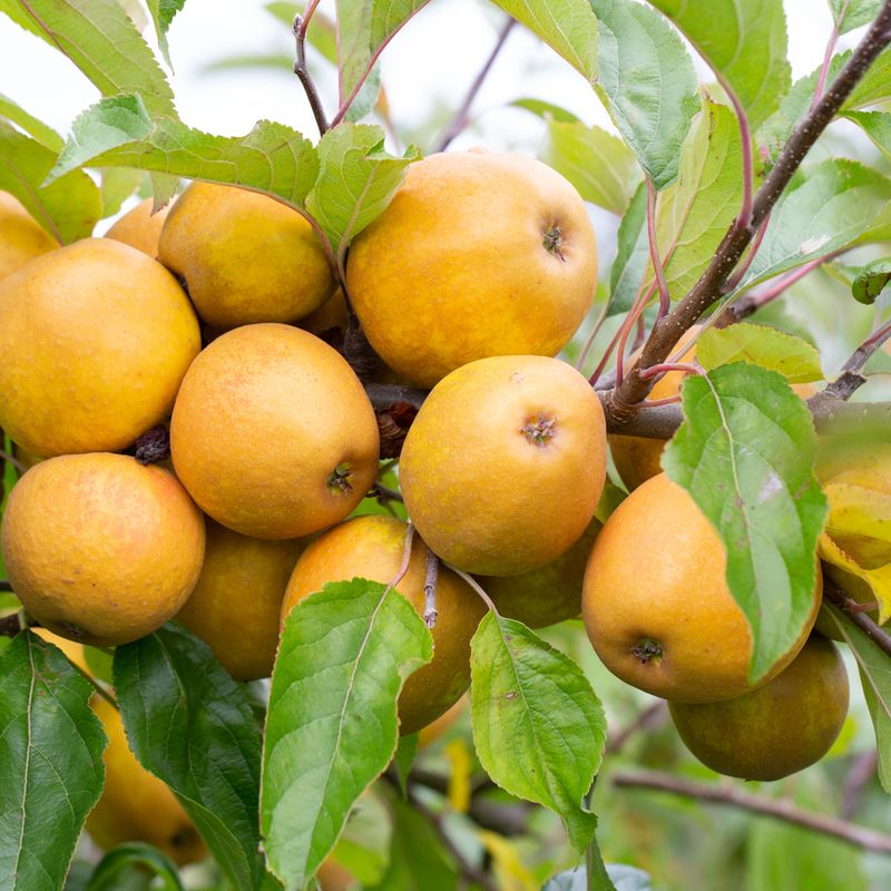 Herefordshire Russet®