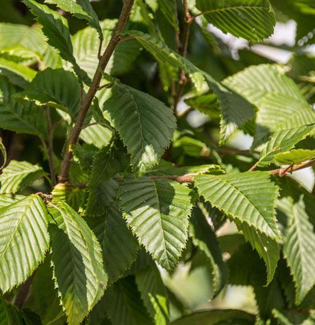 Carpinus betulus 'Lucas' 1
