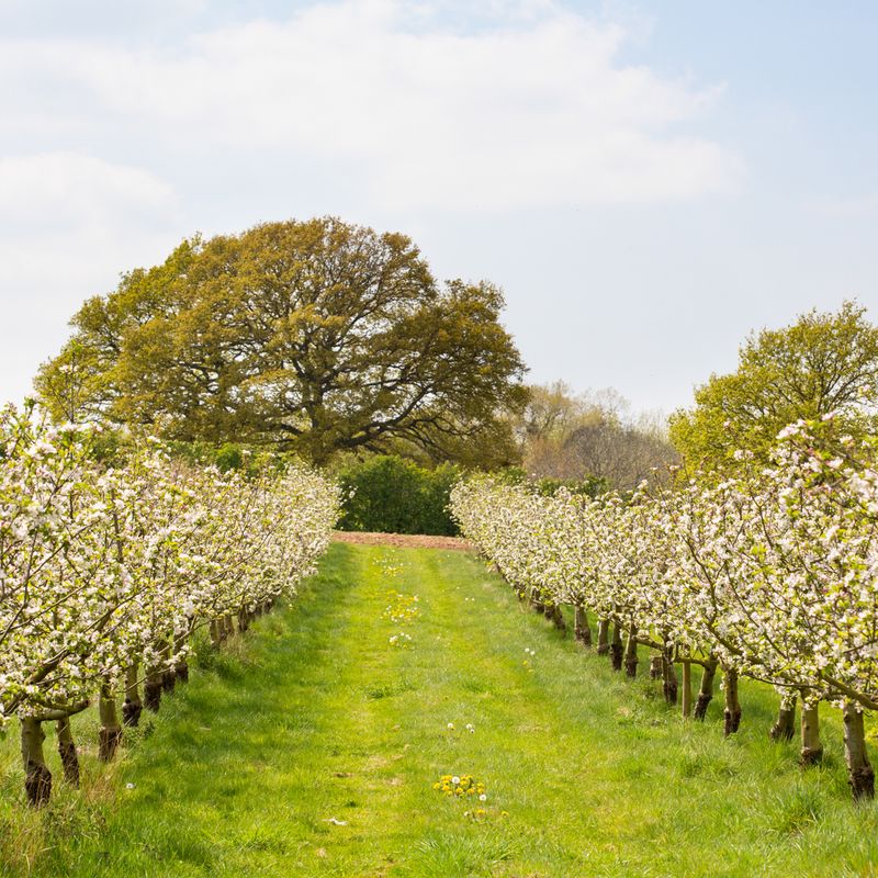 Agroforestry plantings