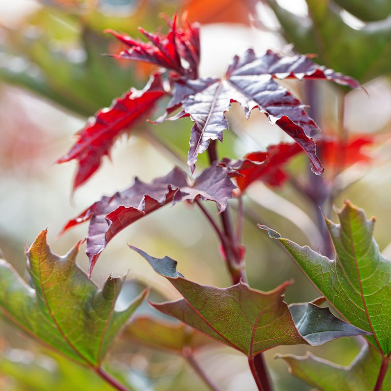 Acer platanoides 'Crimson Sentry'