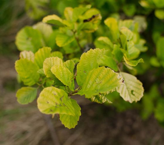 Alnus glutinosa 'Aurea'
