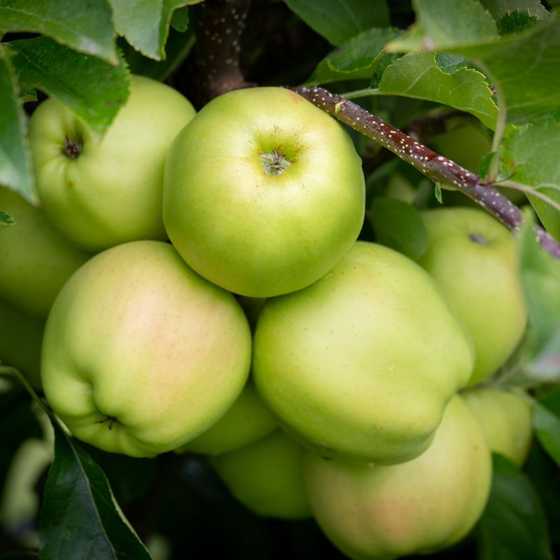 Golden Delicious