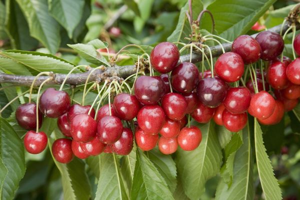 Cherry Stella